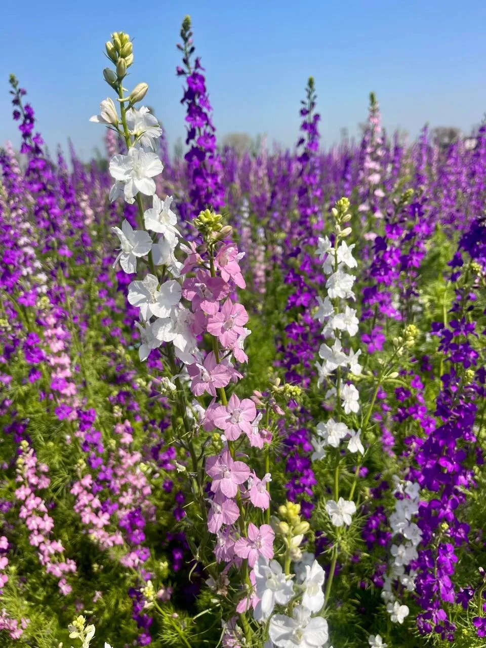 Mixed Larkspur Flower Seeds – Heirloom Non-GMO High Germination Seeds