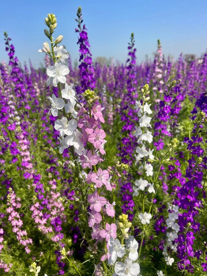 Mixed Larkspur Flower Seeds – Heirloom Non-GMO High Germination Seeds