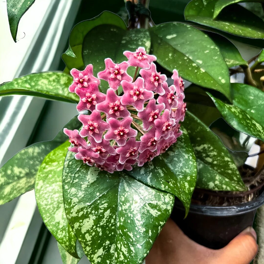 Semillas de flor de Hoya Carnosa gigante rosa - Semillas orgánicas de alta germinación no modificadas genéticamente