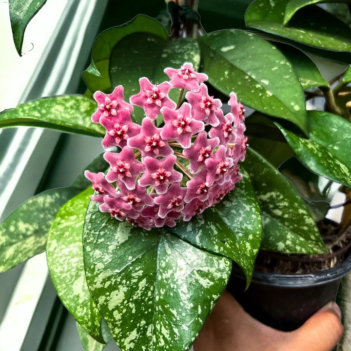 Semillas de flor de Hoya Carnosa gigante rosa - Semillas orgánicas de alta germinación no modificadas genéticamente