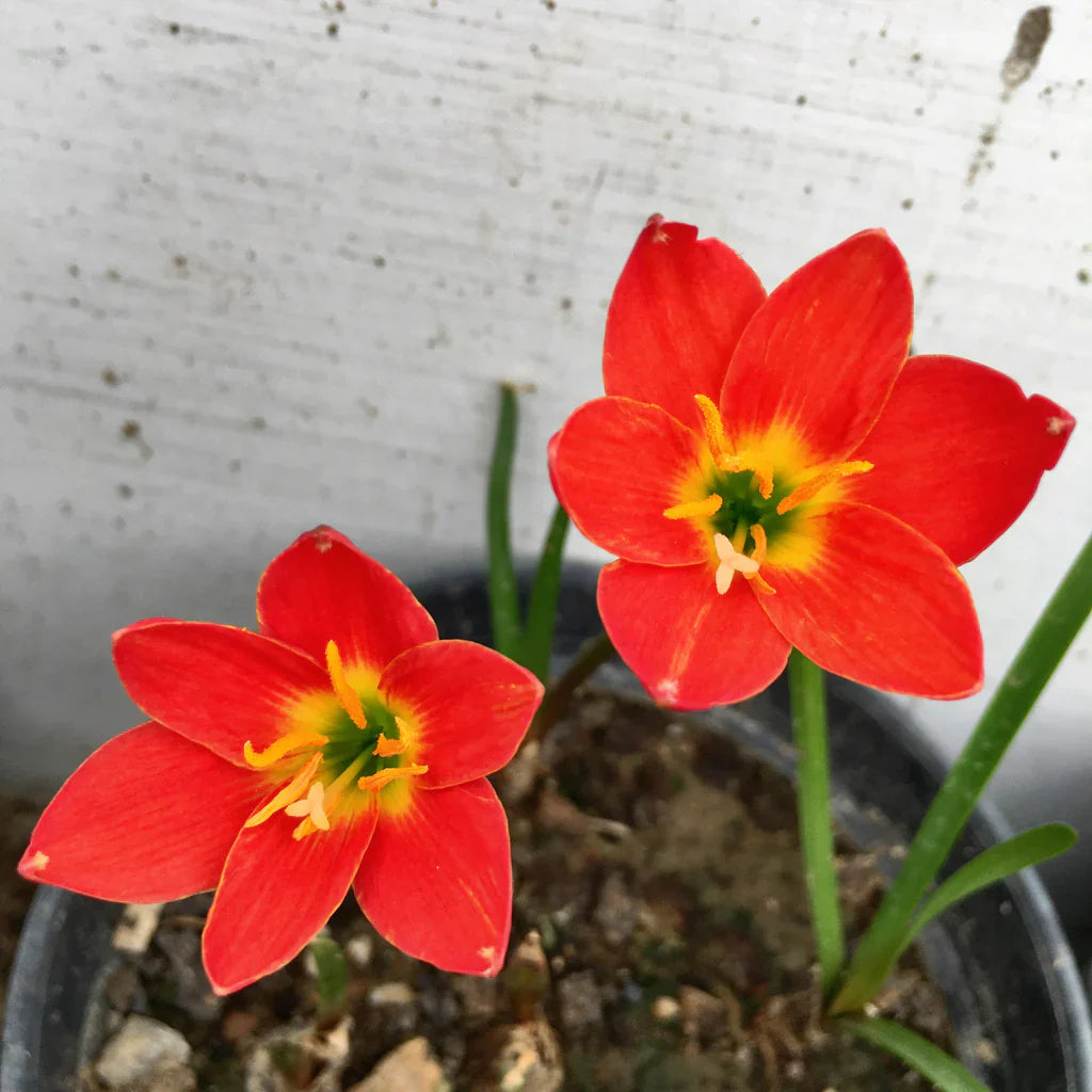 rainlilyprideofsingaporeheirloomnongmohighgerminationorganicgarden flower seeds