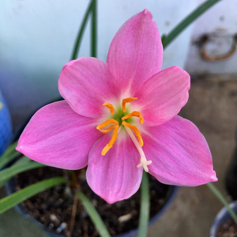 Habranthus Flower Seeds Pink – Heirloom, Non-GMO, High Germination Seeds for Planting