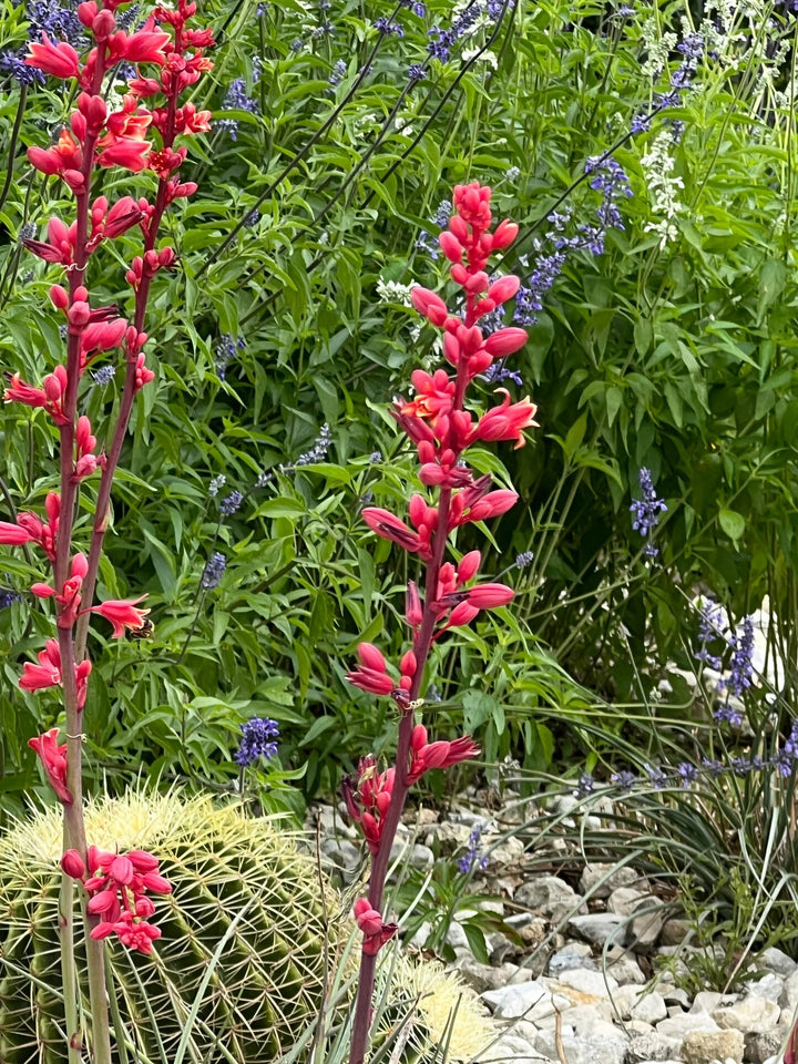 Hesperaloe Parviflora Flower Seeds – Heirloom, Non-GMO, High Germination Seeds