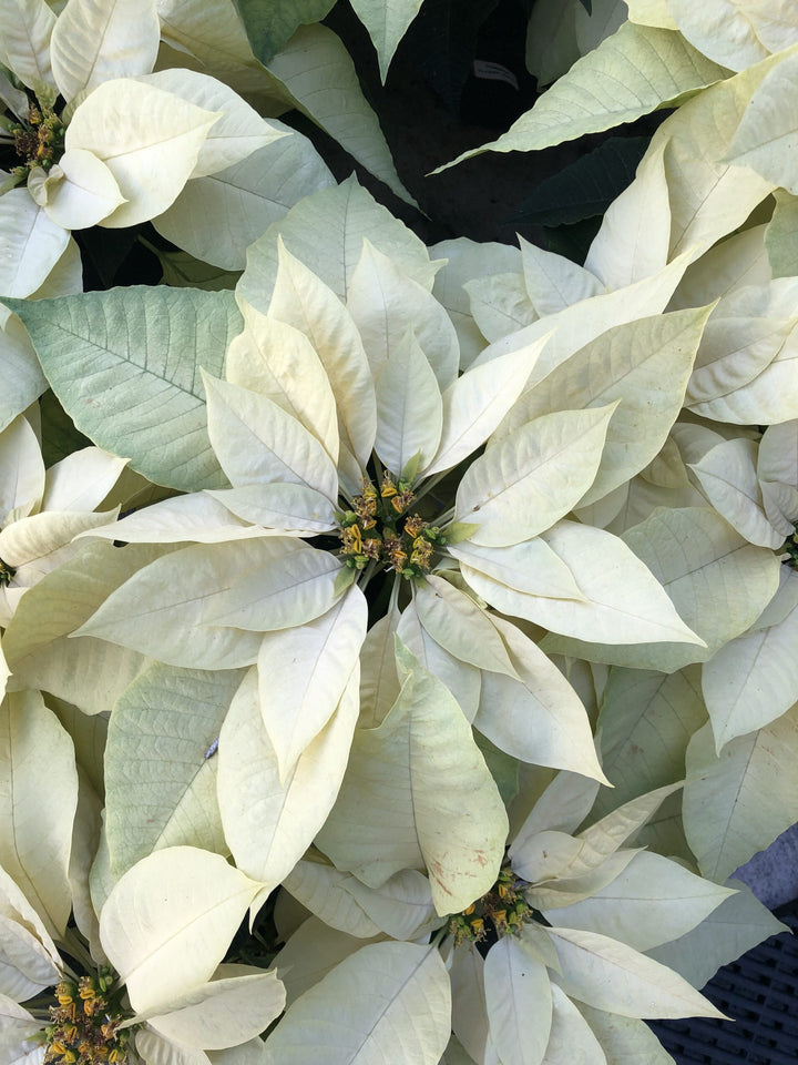 White Poinsettia Flower Seeds – Heirloom Non-GMO High Germination Organic Garden Seeds