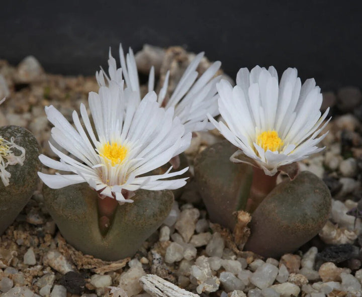 Conophytum Flower Seeds White for Planting – Heirloom Non-GMO High Germination Seeds