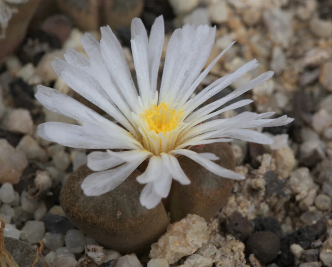 Conophytum Flower Seeds White for Planting – Heirloom Non-GMO High Germination Seeds
