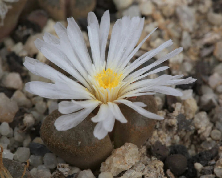 Conophytum Flower Seeds White for Planting – Heirloom Non-GMO High Germination Seeds