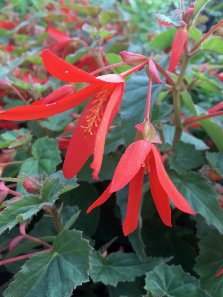 Red Boliviensis Flower Seeds Heirloom Non-GMO High Germination Organic Garden Seeds for Planting