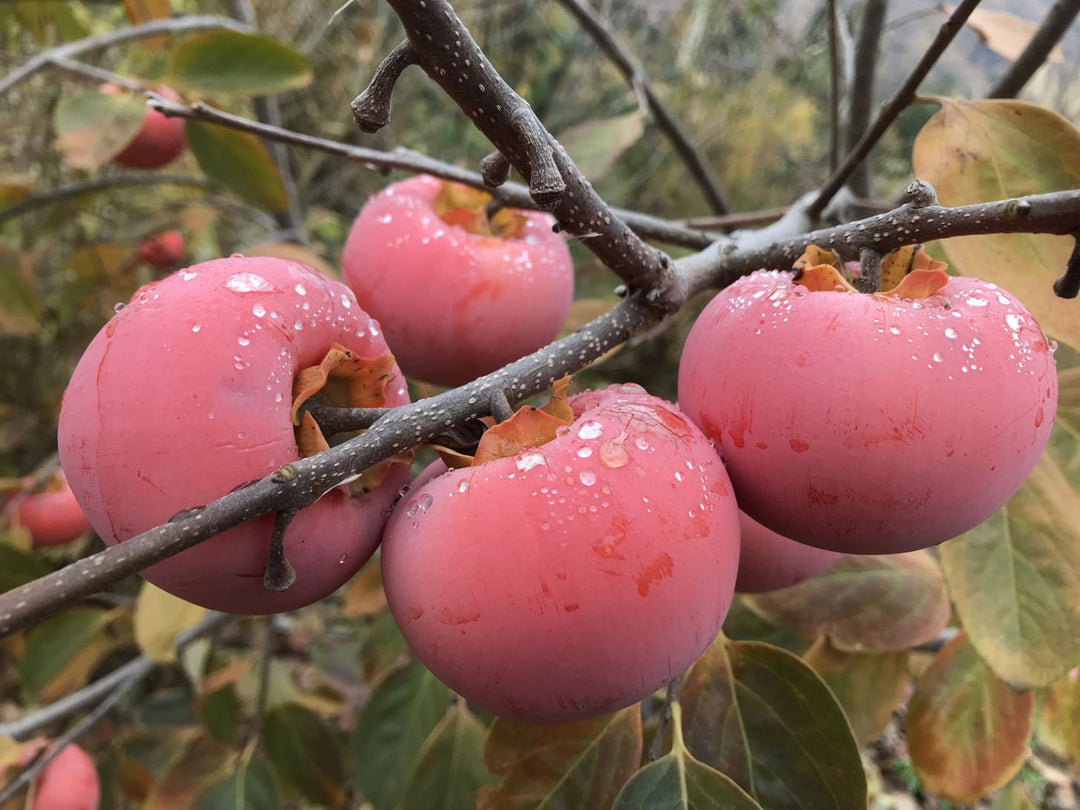 Fuyu Persimmon Fruit Seeds for Planting – Heirloom Non-GMO High Germination Organic Seeds