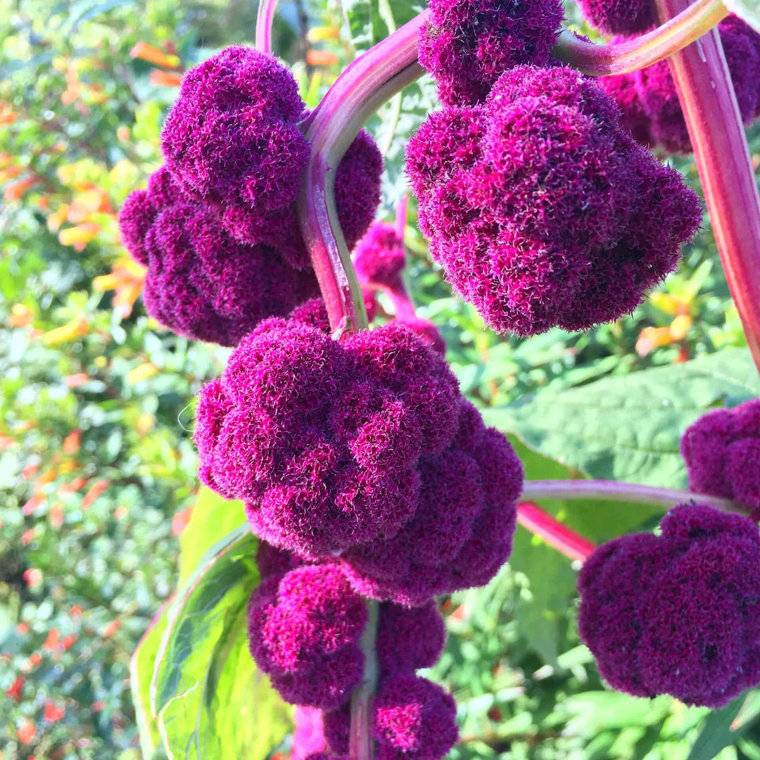 Semillas de flores de amaranto para plantar – Semillas de jardín orgánicas, reliquia, sin OMG, de alta germinación