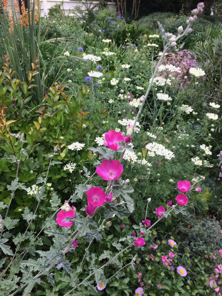 Gemischte Sphaeralcea-Blumensamen – Alte Sorte, gentechnikfrei, hohe Keimrate, Bio-Gartensamen zum Pflanzen