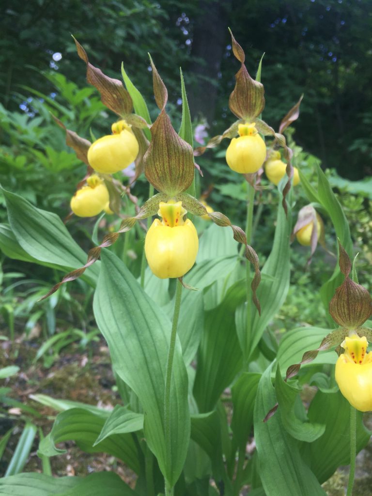 Yellow Lady Slipper Flower Seeds – Heirloom Non-GMO High Germination Organic Seeds