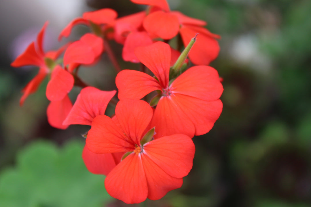 Rote Mini-Geranien-Blumensamen – Alte Sorte, gentechnikfrei, keimstark, Bio-Gartensamen zum Pflanzen