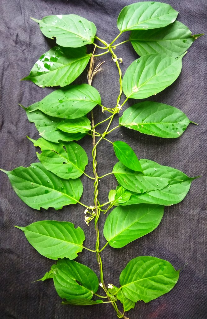 Gymnema Inodorum herb seeds