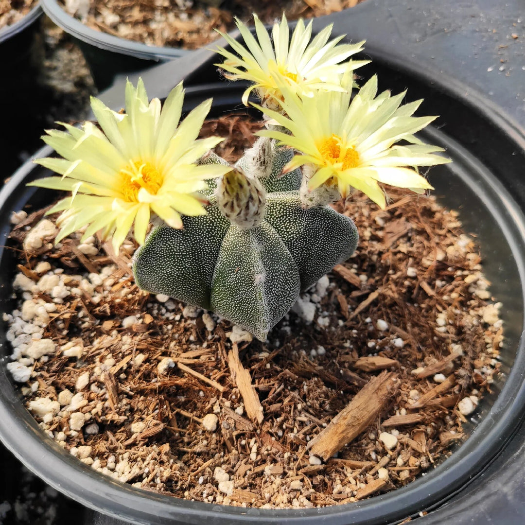 Astrophytum Flower Seeds Yellow for Planting – Heirloom Non-GMO High Germination Organic Seeds