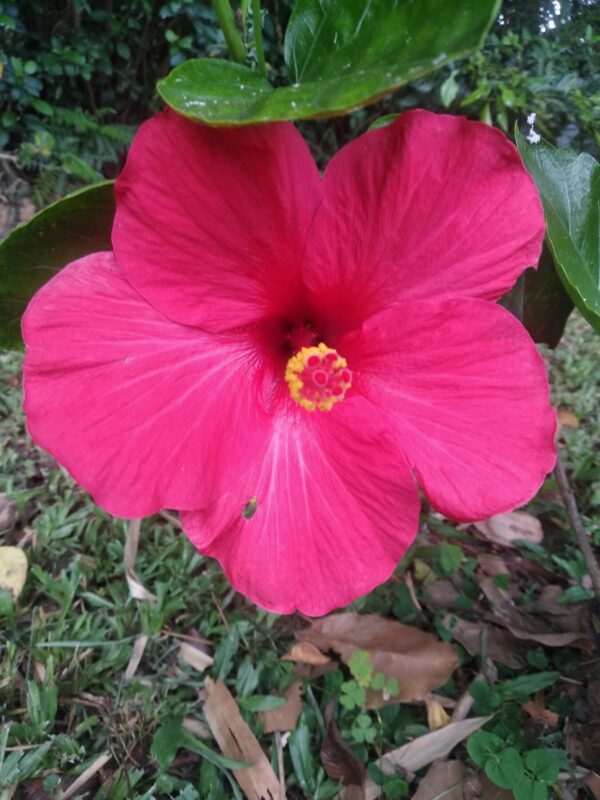 Hibiscus Flower Seeds Pink Seeds – Heirloom, Non-GMO, High Germination Seeds