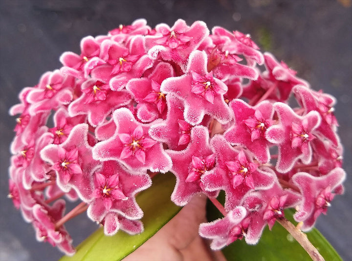 Pink Hoya Kerrii Flower Seeds – Seeds for Planting, Heirloom, Non-GMO, High Germination Organic Garden Seeds
