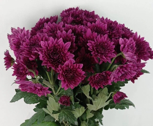 Dark Purple Chrysanthemum Flower Seeds for Planting – Heirloom Non-GMO High Germination Seeds Seeds for Planting Organic Garden Seeds