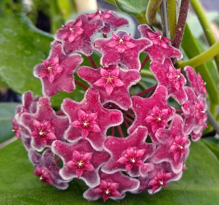 Pink Hoya Kerrii Flower Seeds – Seeds for Planting, Heirloom, Non-GMO, High Germination Organic Garden Seeds
