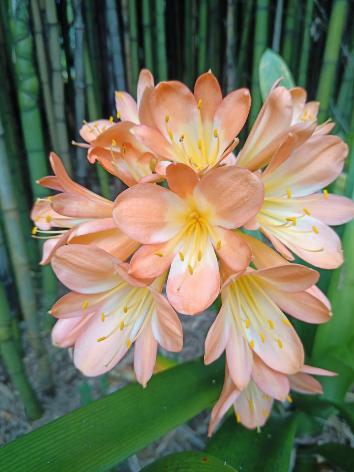 Peach Perennial Clivia Flower Seeds for Planting – Heirloom Non-GMO High Germination