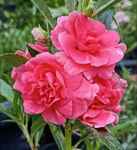 Balsamine Flower Seeds Pink for Planting – Heirloom Non-GMO High Germination Organic Seeds