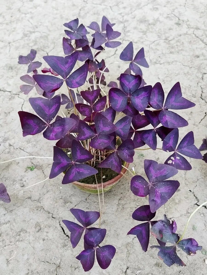 Purple Oxalis Flower Seeds – Heirloom, Non-GMO, High Germination Seeds