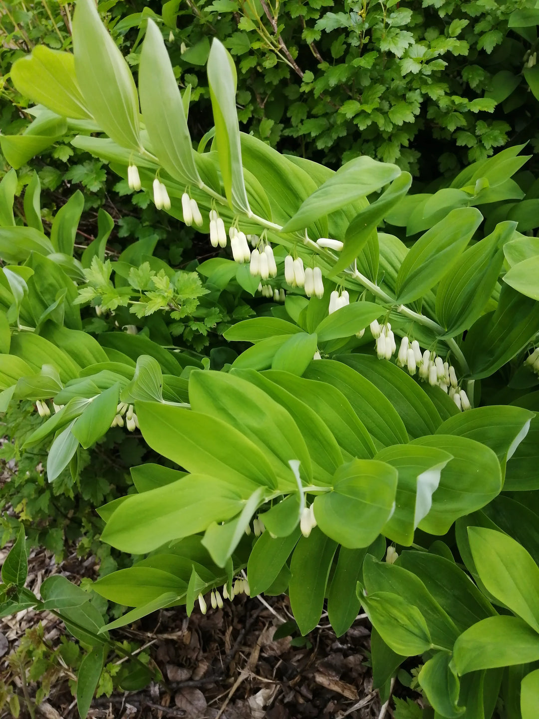 Green Polygonatum herb seeds