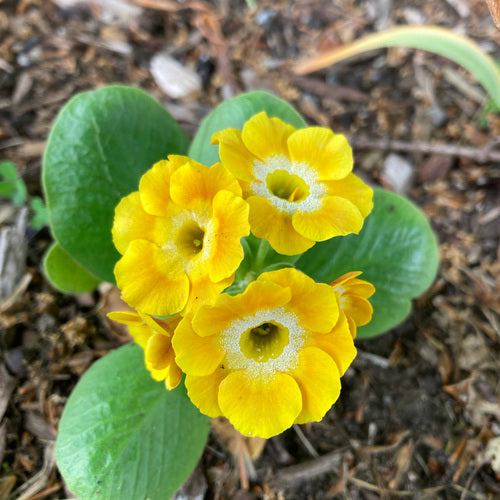 Yellow Primula Auricula Flower Seeds – Heirloom, Non-GMO, High Germination Organic Garden Seeds for Planting.