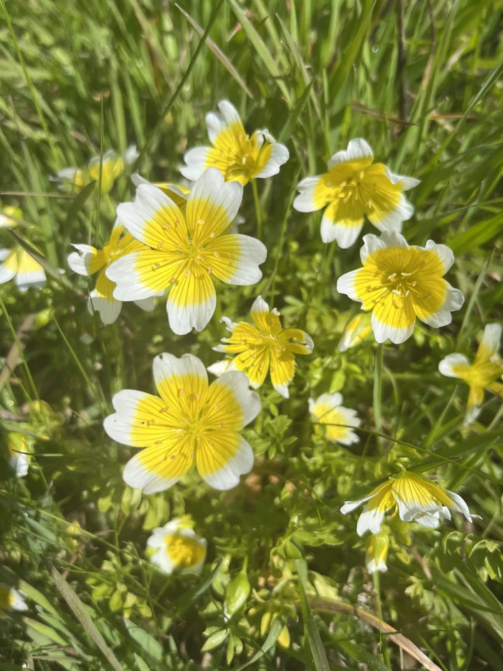 Limnanthes Douglasii Flower Seeds – Heirloom, Non-GMO, High Germination Seeds