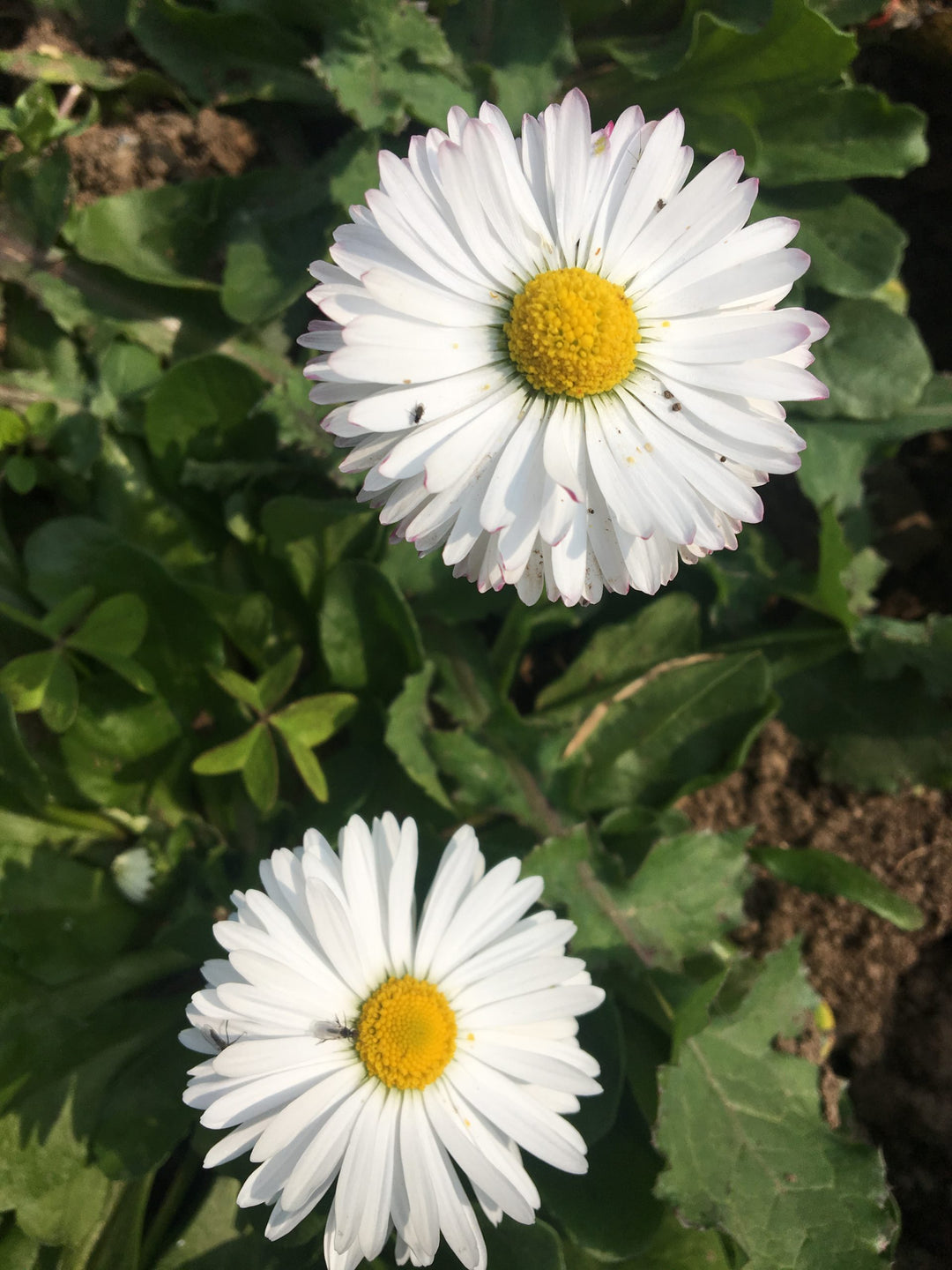 Daisy Flower Seeds White – Heirloom, Non-GMO, High Germination Organic Garden Seeds