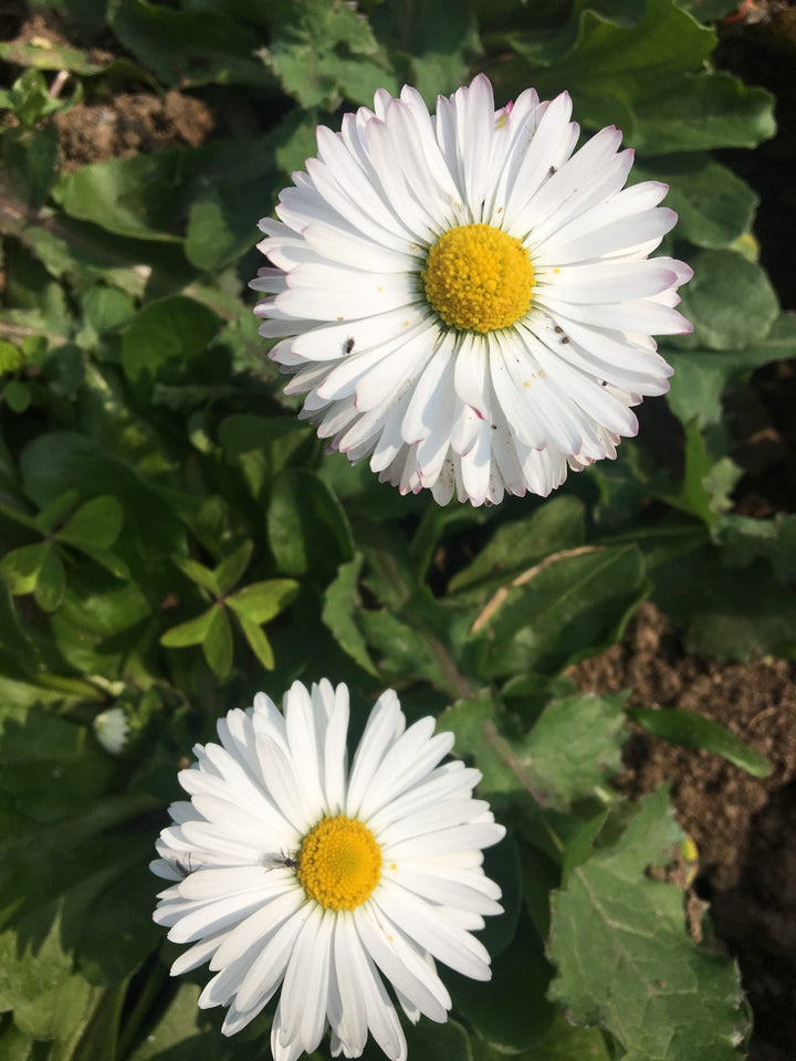 Daisy Flower Seeds White – Heirloom, Non-GMO, High Germination Organic Garden Seeds