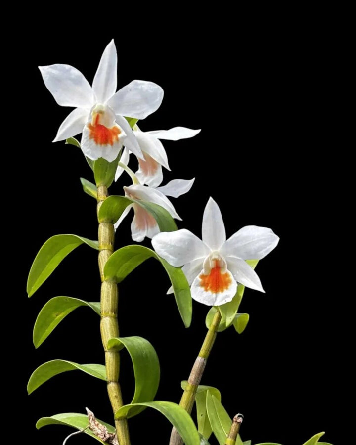 White Orange Orchid Flower Seeds – Heirloom, Non-GMO, High Germination Seeds