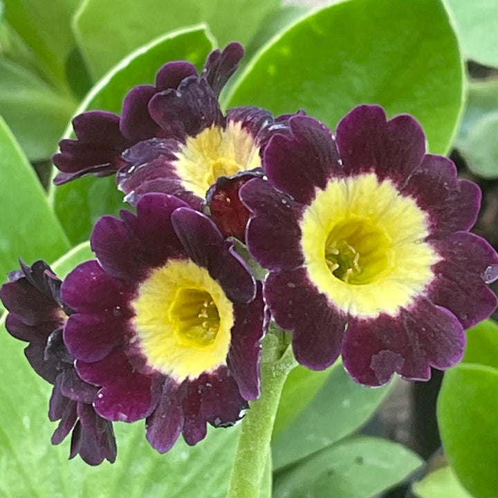 Maroon Yellow Auricula Flower Seeds – Heirloom, Non-GMO, High Germination Seeds