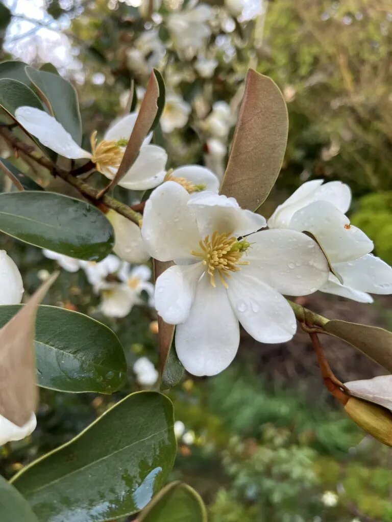 Magnolia Laevifolia Flower Seeds – Heirloom, Non-GMO, High Germination Seeds
