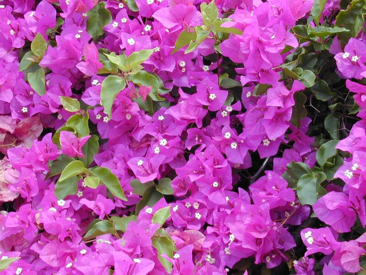 Bougainvillea Spectabilis Flower Seeds Heirloom Non-GMO High Germination Organic Garden Seeds for Planting