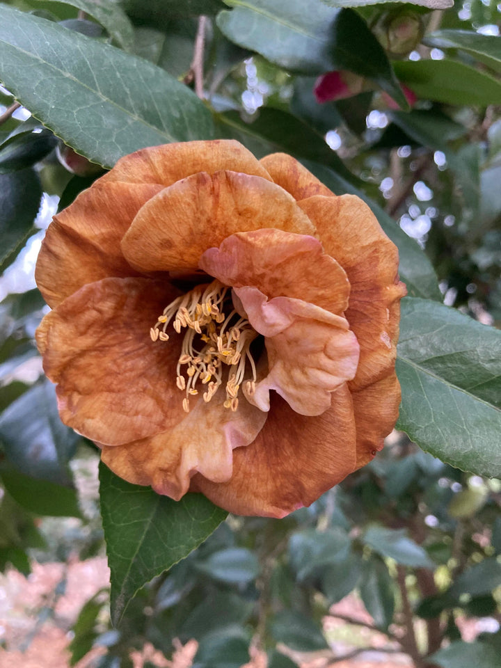 Camellia Flower Seeds Brown – Heirloom, Non-GMO, High Germination Seeds for Planting, Organic Garden Seeds