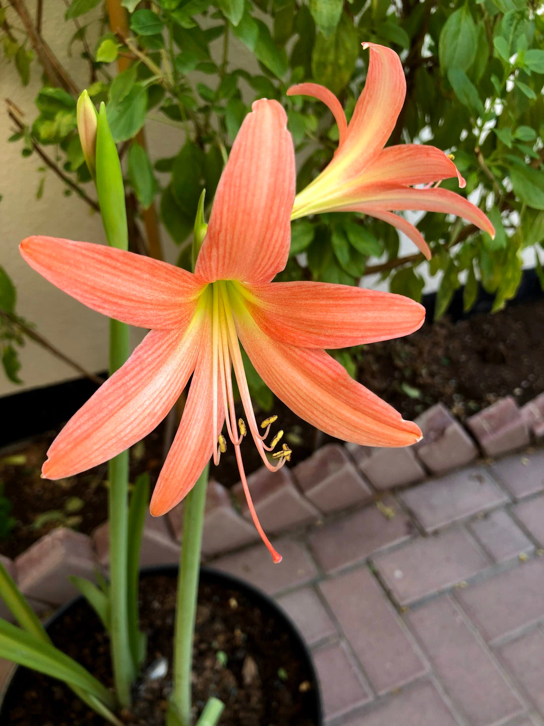 Orange Barbados Lily Flower Seeds – Heirloom, Non-GMO, High Germination Seeds