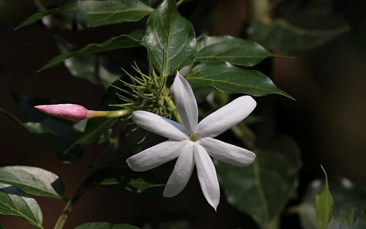 Semillas de jazmín blanco – Semillas de herencia, no transgénicas, de alta germinación