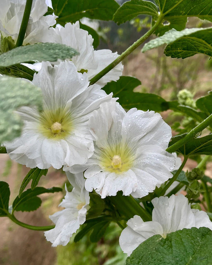 Hollyhock Flower Seeds White Perennial – Heirloom, Non-GMO, High Germination Seeds