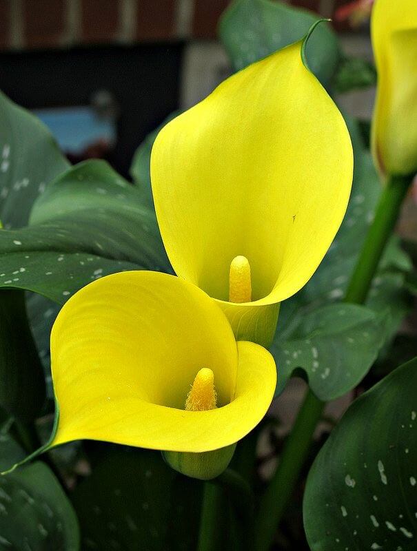 Yellow Calla Lily Flower Seeds – Heirloom, Non-GMO, High Germination Organic Garden Seeds