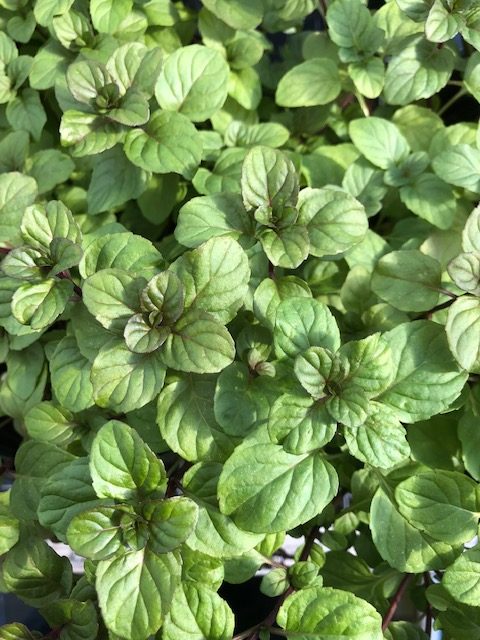 Orange Mint Seeds for Planting – Heirloom Non-GMO High Germination Herb Seeds