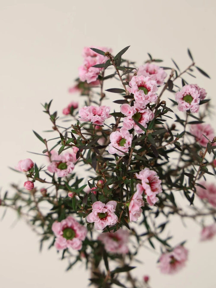 Semillas de flores de Leptospermum rosa – Semillas reliquia, sin OMG, de alta germinación