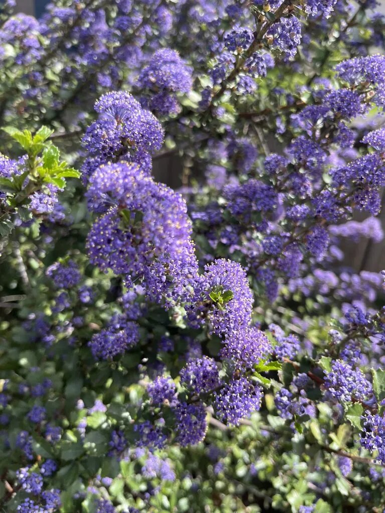 Purple Ceanothus Flower Seeds for Planting – Heirloom Non-GMO High Germination Seeds