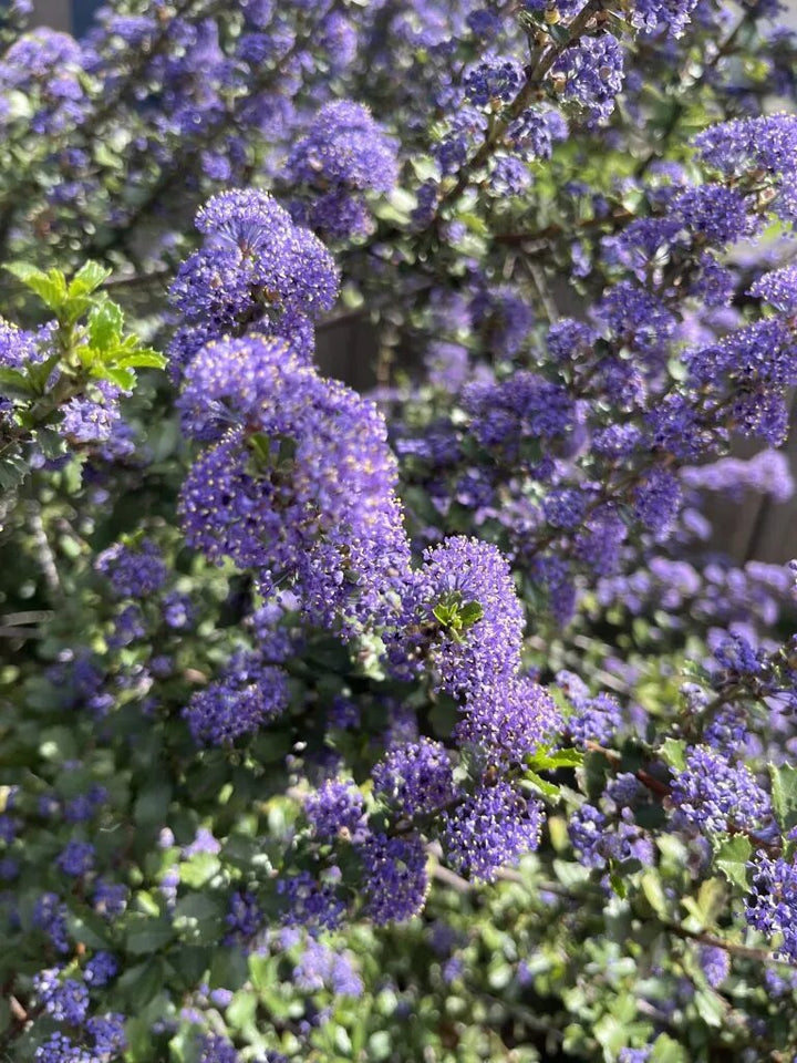 Purple Ceanothus Flower Seeds for Planting – Heirloom Non-GMO High Germination Seeds
