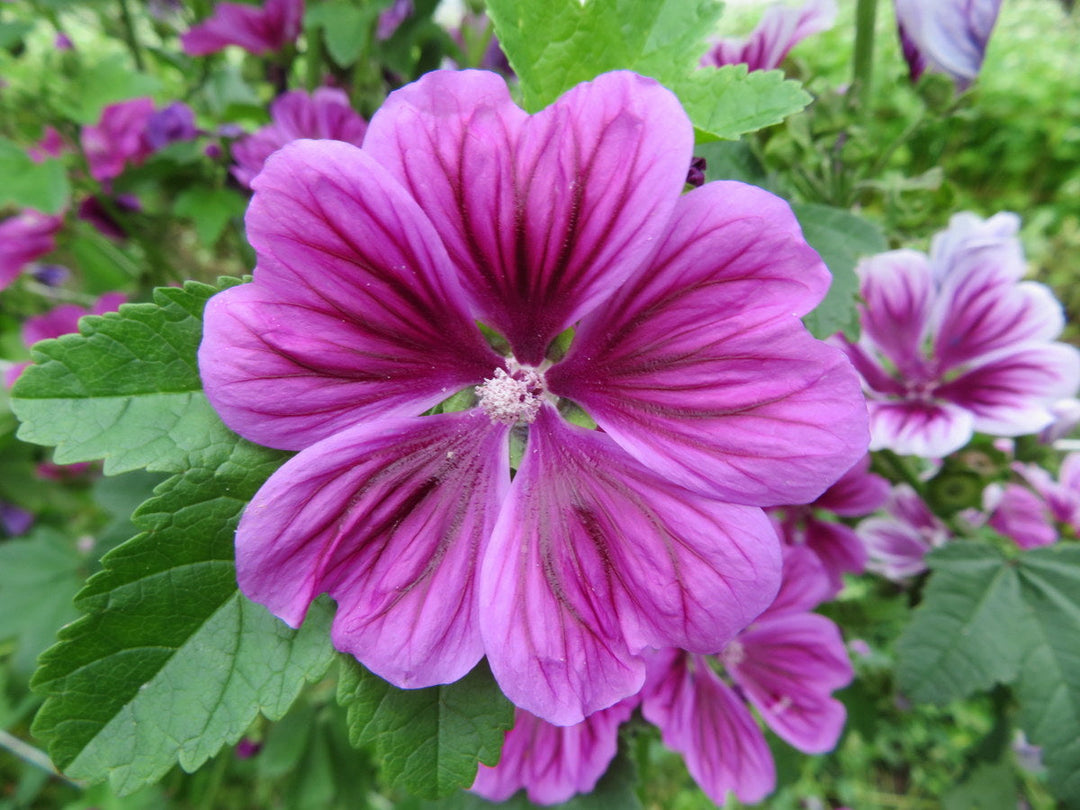 zebra mallow flower seeds