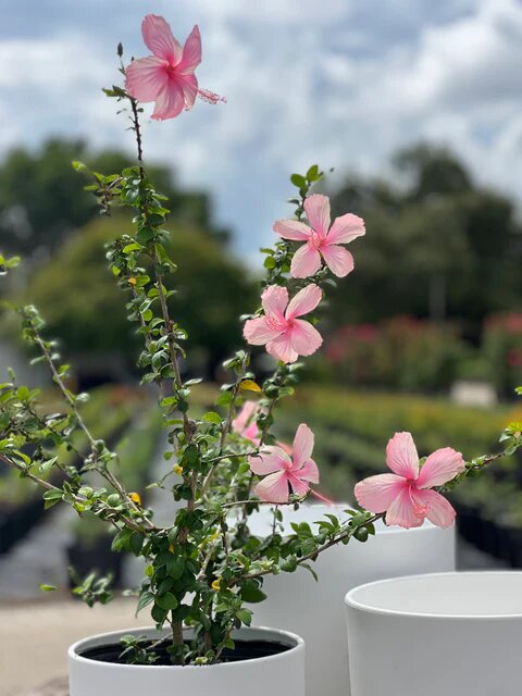 Pink Mini Hibiscus Flower Seeds – Heirloom, Non-GMO, High Germination Seeds