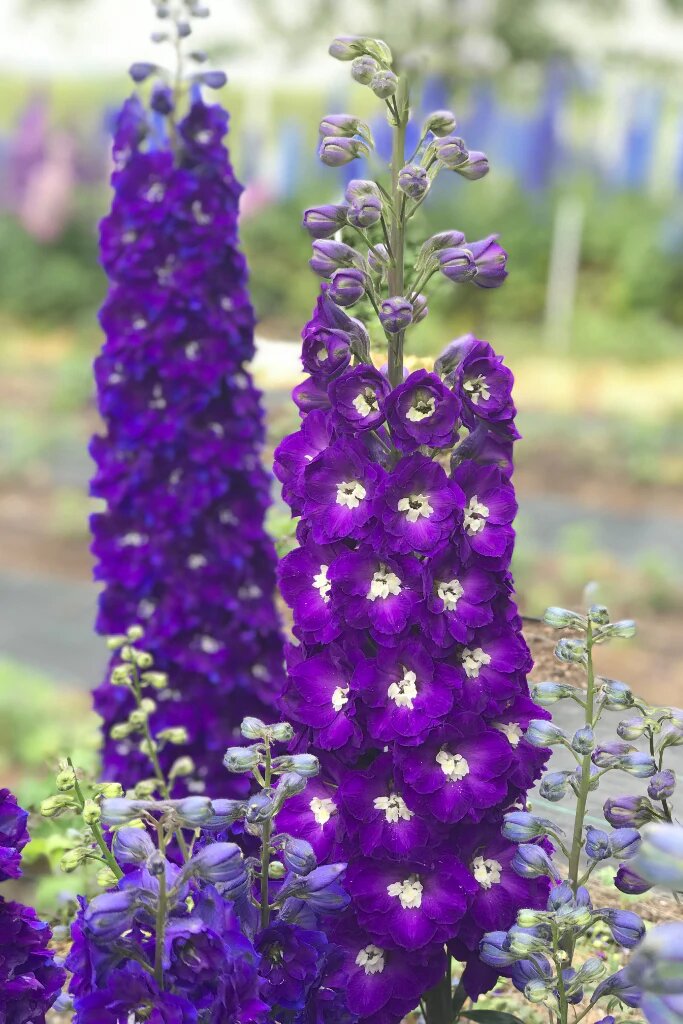 Violet Delphinium Flowers Seeds – Heirloom, Non-GMO, High Germination Seeds