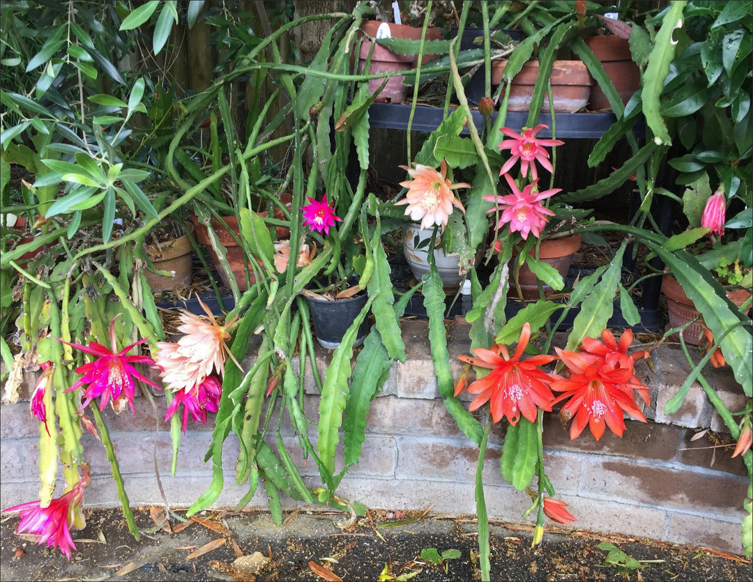 Mixed Epiphyllum Oxypetalum Flower Seeds – Heirloom, Non-GMO, High Germination Seeds