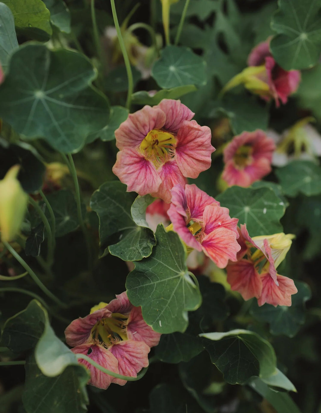 Pink Nasturium Flower Seeds – Heirloom, Non-GMO, High Germination Seeds
