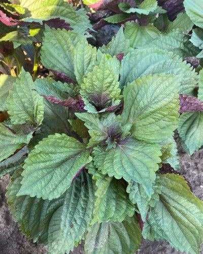 Organic Bicolor Perilla Shiso Seeds for Planting – Heirloom Non-GMO High Germination Garden Seeds